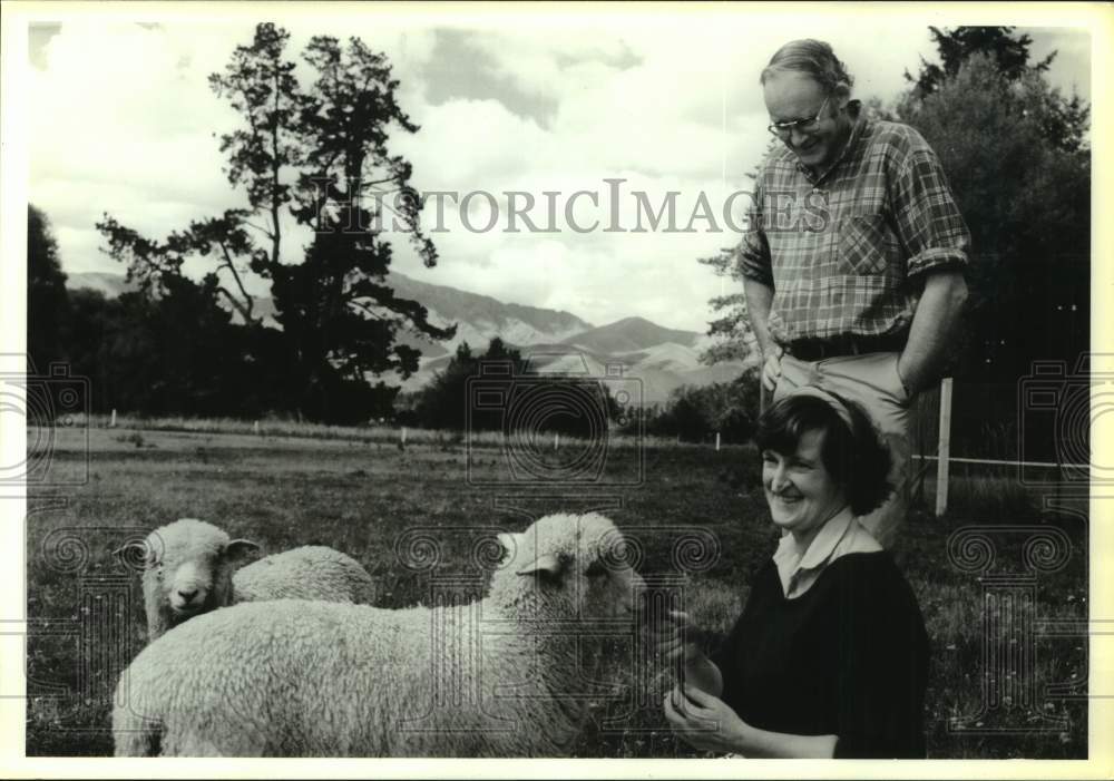 1987 Press Photo Peter &amp; Jenny Rayne tend sheep - Canterbury Plains, New Zealand - Historic Images