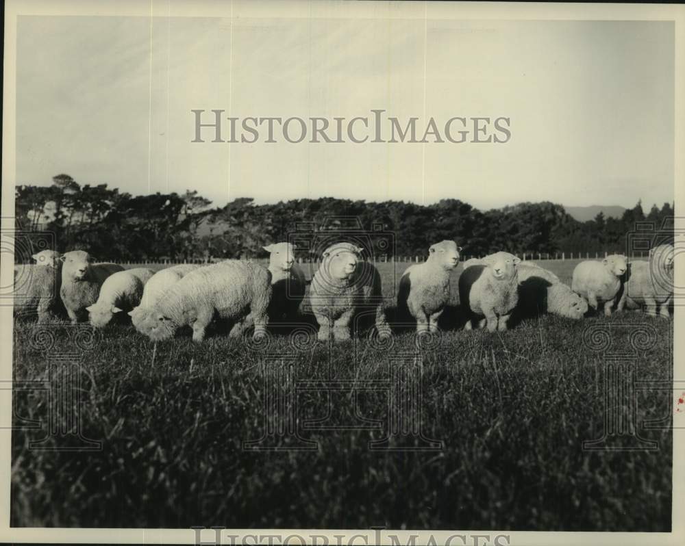 1961 Press Photo New Zealand sheep from Turonganui Romney Stud on North Island - Historic Images