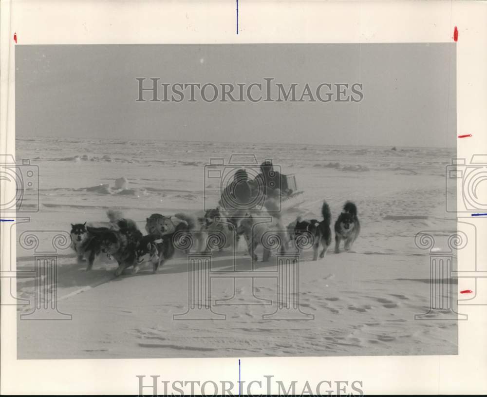 Press Photo Dog sled races led by Huskies. - hpa04977 - Historic Images