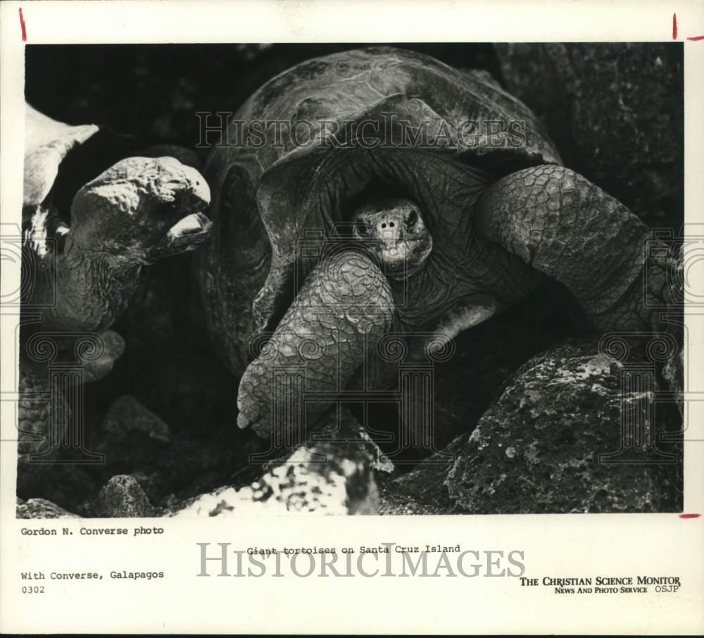 1981 Press Photo Giant tortoises found on Santa Cruz Island, Galapagos- Historic Images