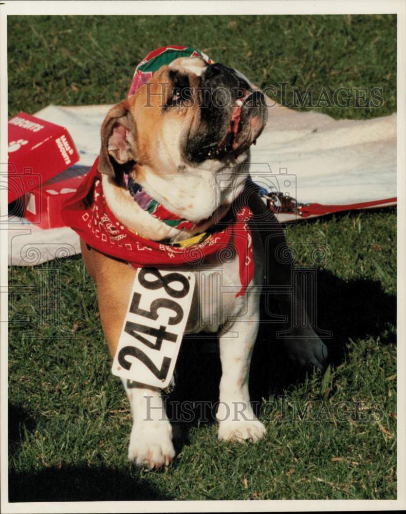 Press Photo English Bulldog at Humane Society K-9 Fun Run, Houston, Texas - Historic Images