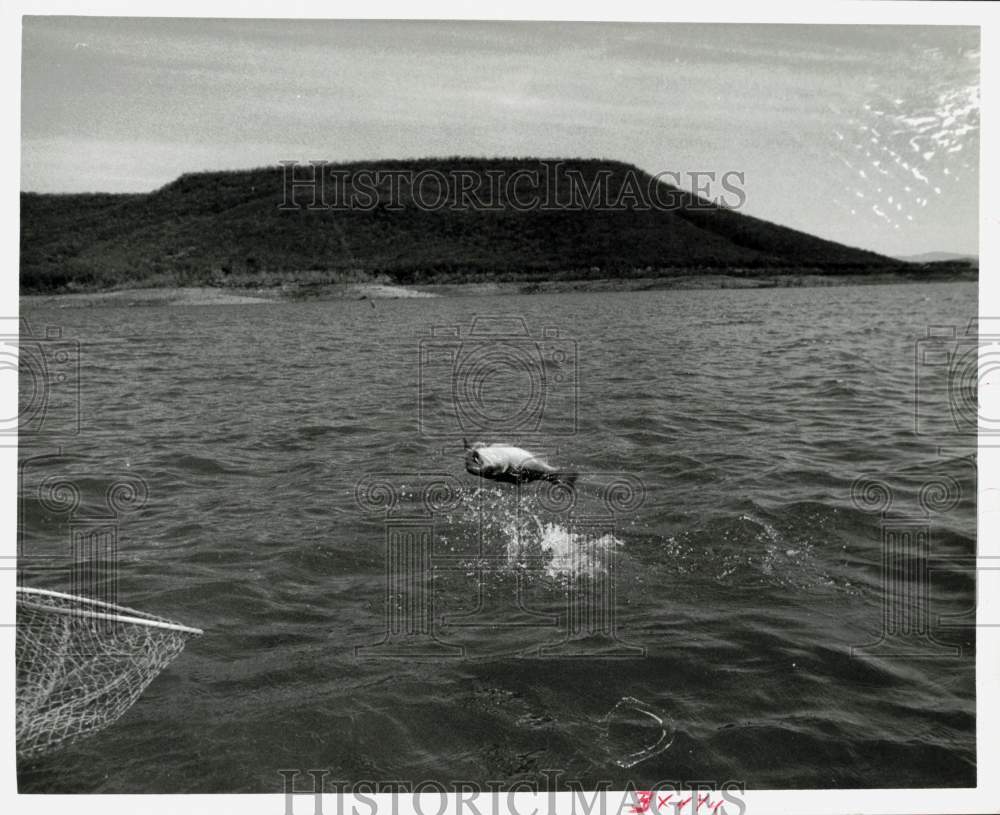 1971 Press Photo Bass jumping in the waters of Texas Lake Hidalgo. - hpa28788 - Historic Images