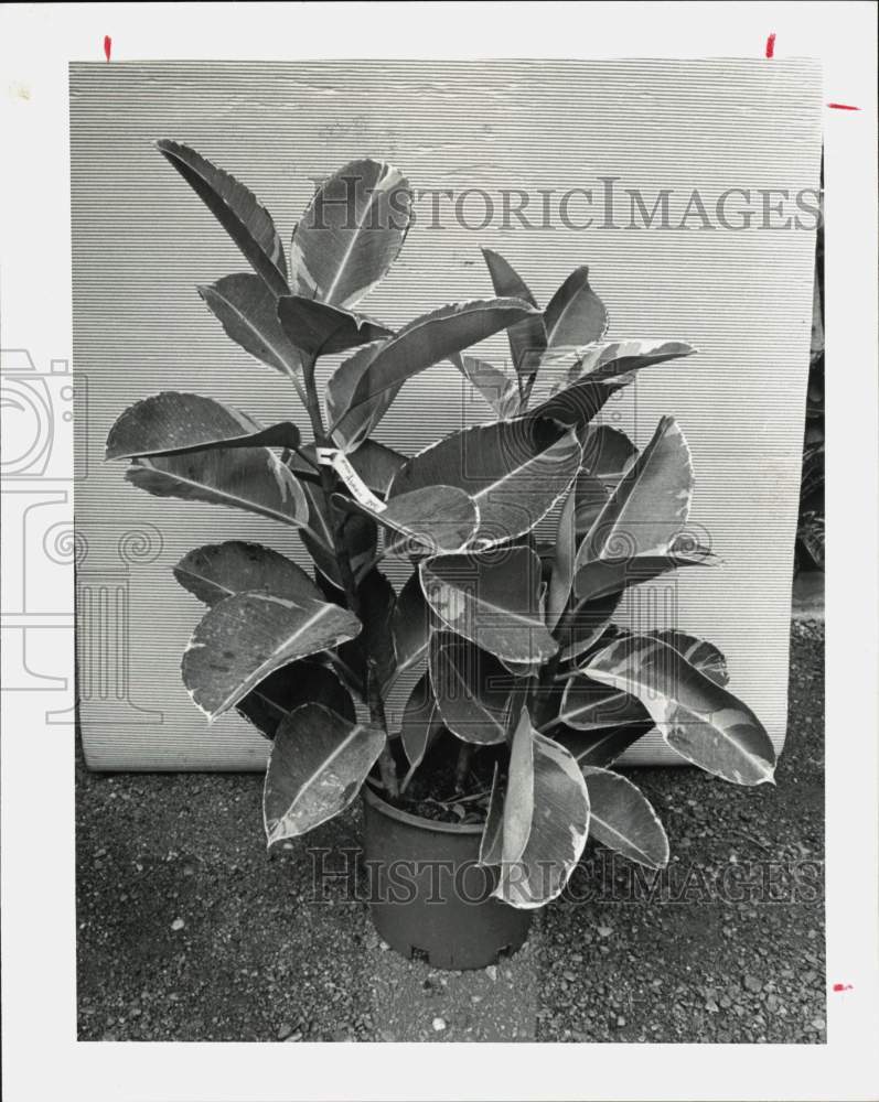 1980 Press Photo Rubber Plant (Ficus elastica) - hpa39386- Historic Images