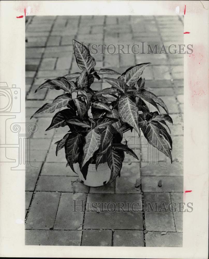 1978 Press Photo Variegated Nephthytis Plant - hpa39526 - Historic Images