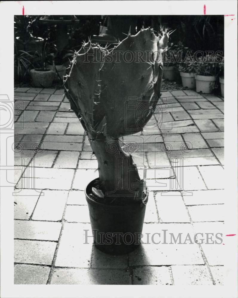 1980 Press Photo Euphorbia Lactea, Variety Monstrosus House Plant - hpa42592 - Historic Images