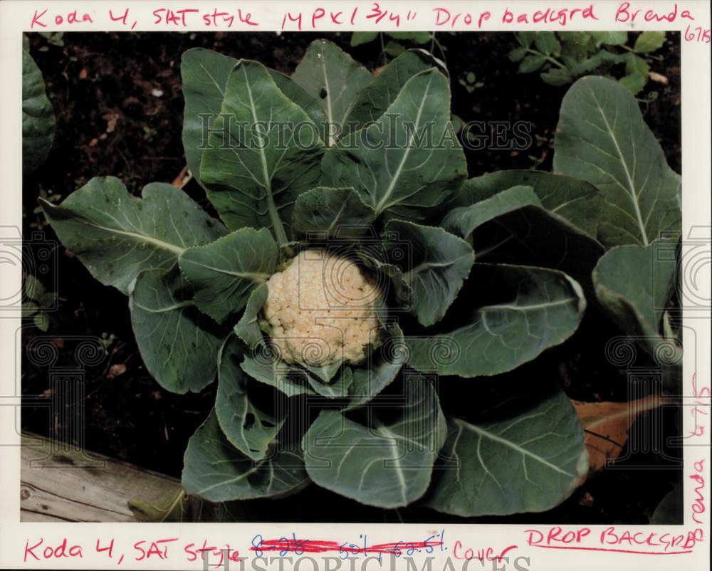 1991 Press Photo Cauliflower Plant Before Picking - hpa47562- Historic Images