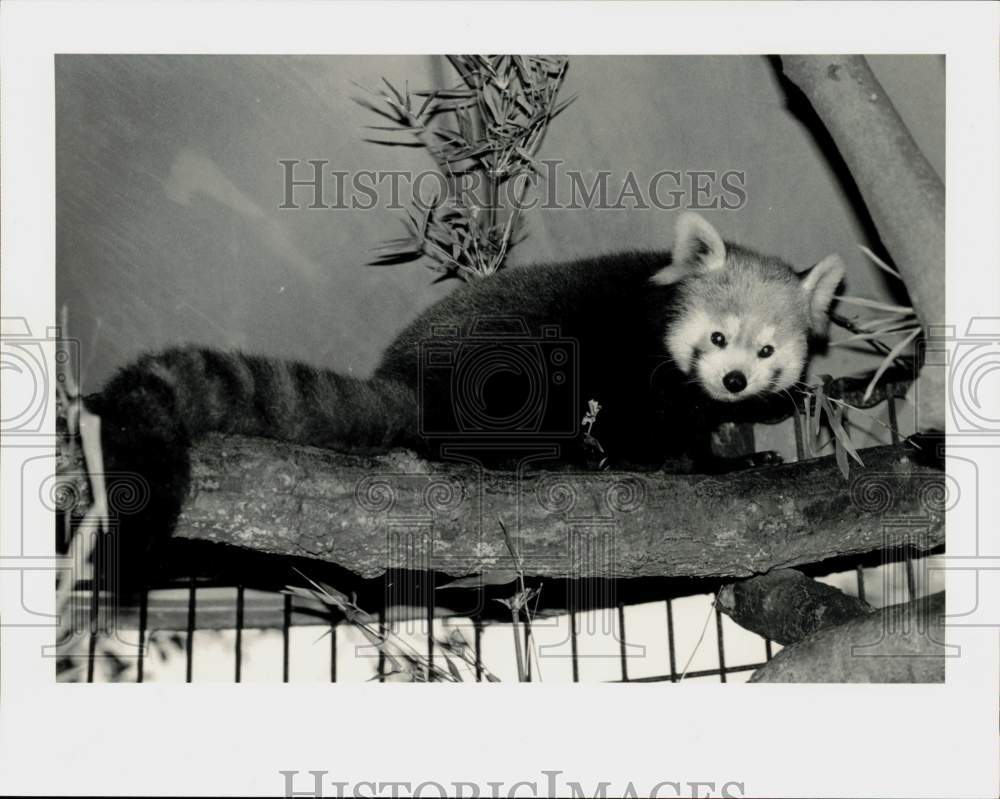1983 Press Photo Lesser Panda Yin at Hermann Park Zoo, Houston, Texas- Historic Images