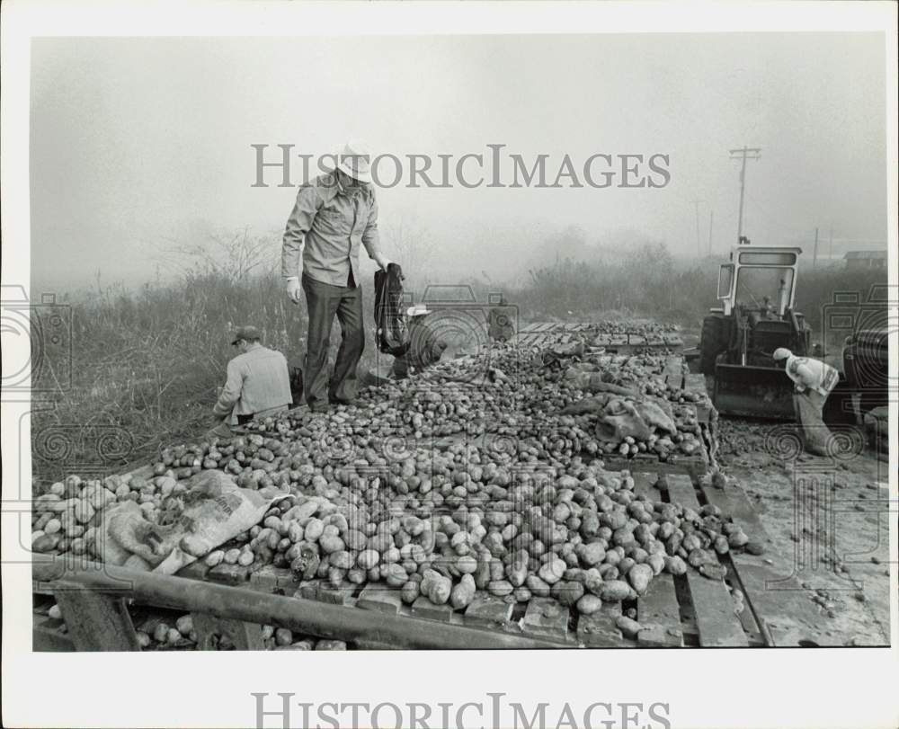 1976 Press Photo Workers prepare Potato Giveaway Event - hpa90230- Historic Images