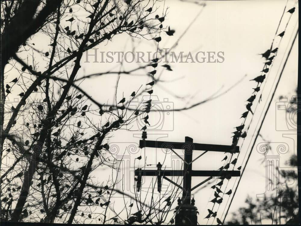 1956 Press Photo Robin rest on Telephone Poles on Migration in Houston, Texas- Historic Images