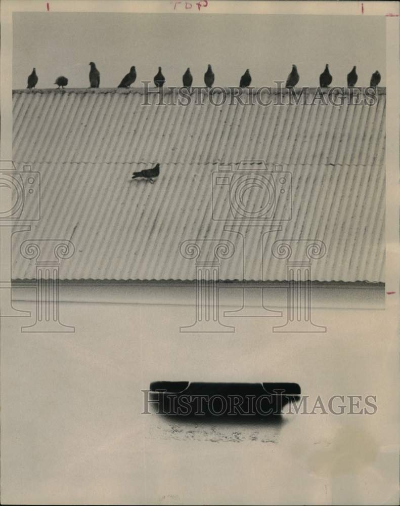 1978 Press Photo Pigeons on a rooftop at Hermann Park, Texas - hps07811 - Historic Images