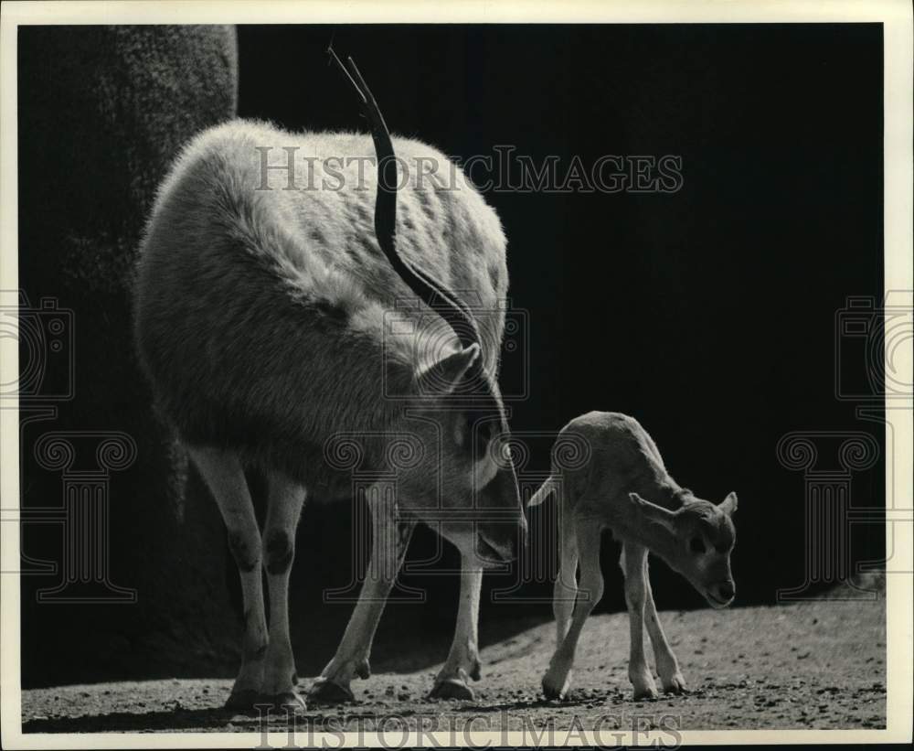 1973 Press Photo Pair of antelope - hps07924- Historic Images