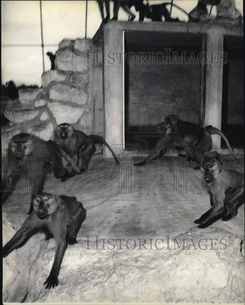 1961 Press Photo Dog-Faced Baboons inside Zoo - hps08572- Historic Images