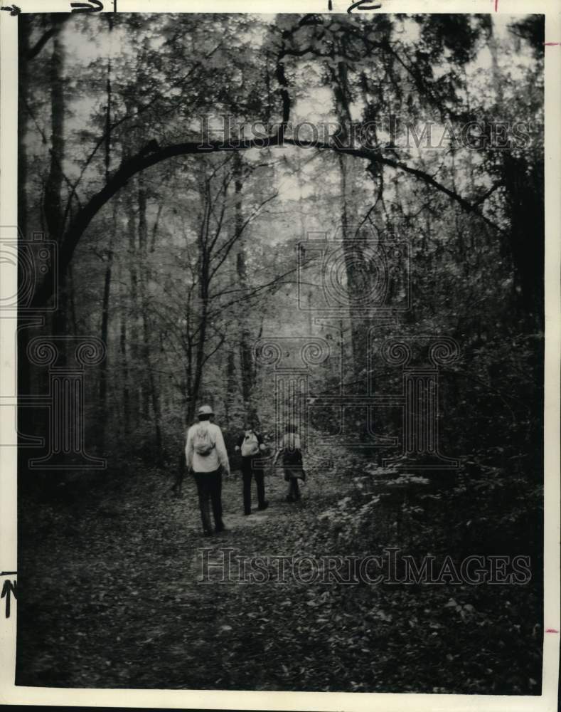 1978 Press Photo Trio Backpacking in Woods - hps08582 - Historic Images