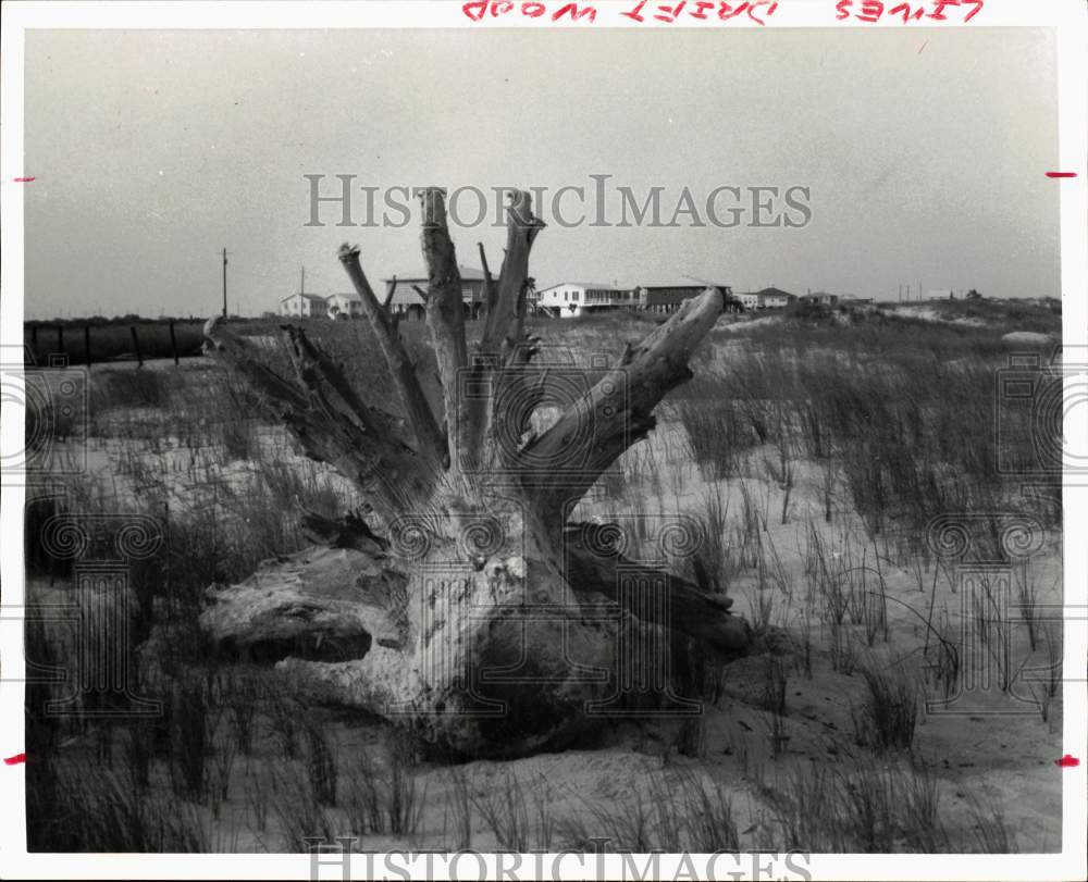 1977 Press Photo A piece of driftwood washed ashore on Bolivar Peninsula - Historic Images