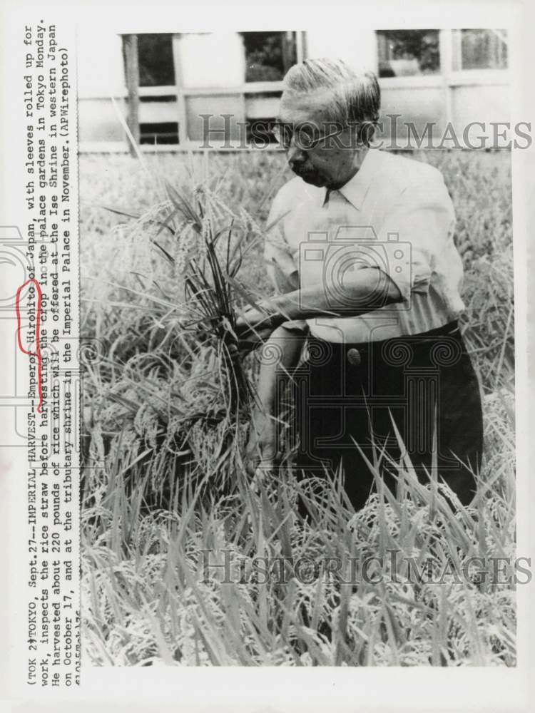 1976 Press Photo Emperor Hirohito inspects rice straw in palace gardens, Tokyo- Historic Images