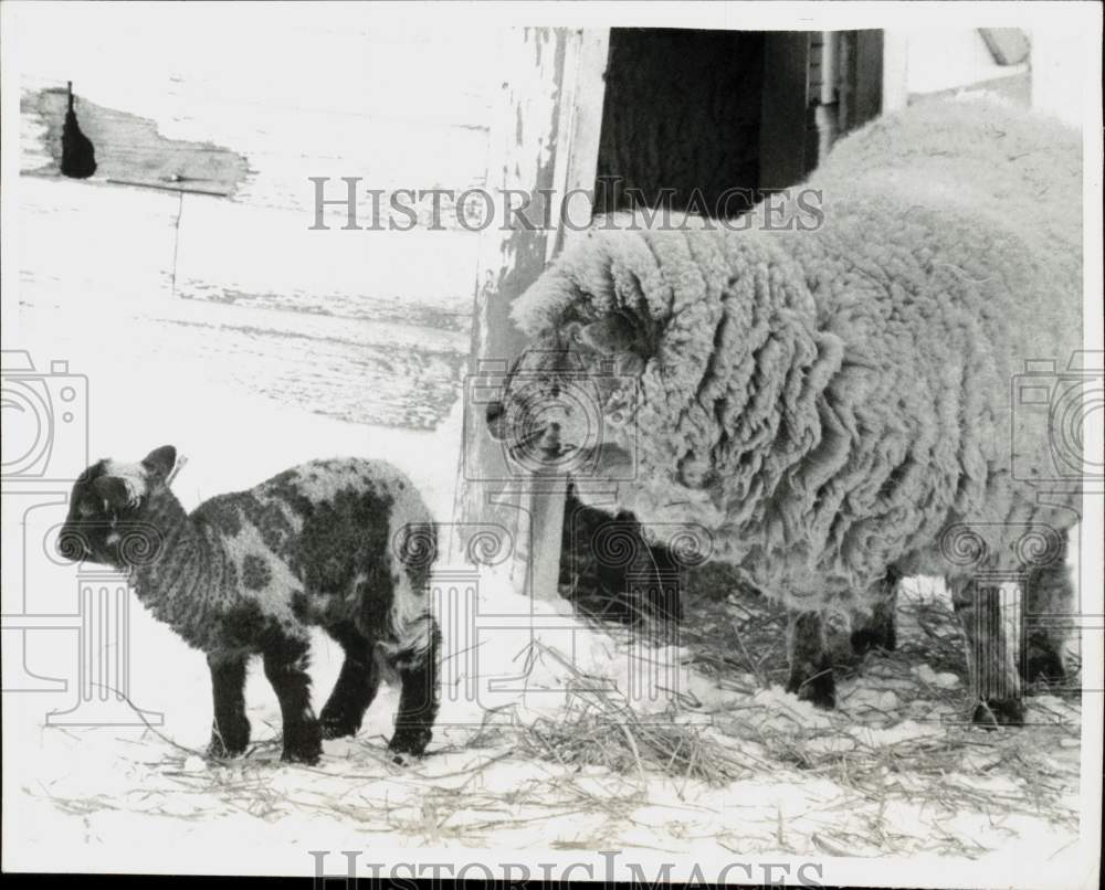 1970 Press Photo Mother and baby lambs at Monroe, Wisconsin farm - kfa07897- Historic Images