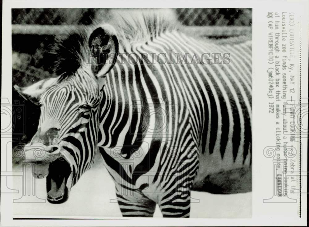 1972 Press Photo A zebra finds something funny at the Louisville, Kentucky zoo- Historic Images