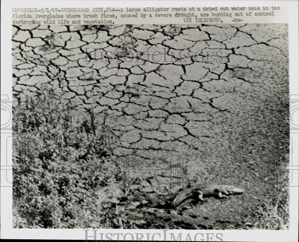 1967 Press Photo An alligator in dried out water hole in the Florida Everglades- Historic Images