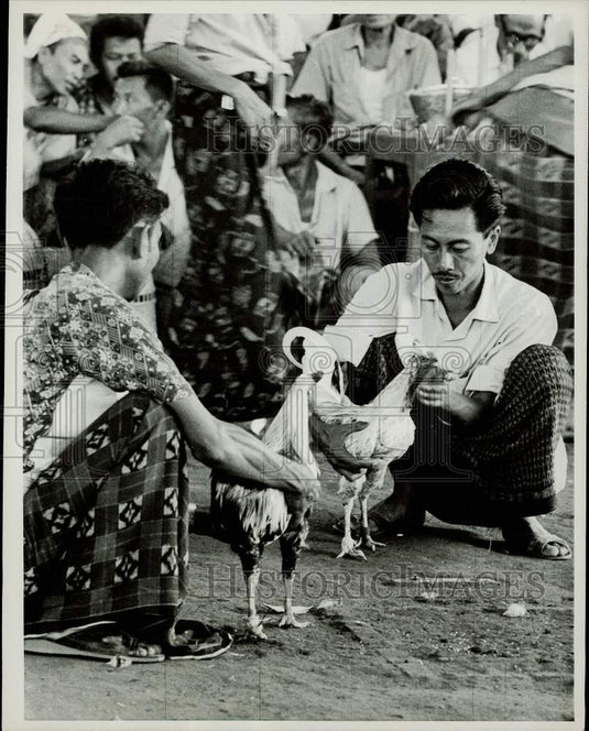 1969 Press Photo Cock fight at religions temple festival on Island of Bali.- Historic Images