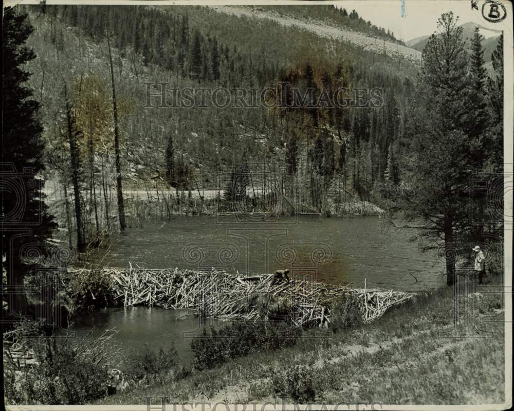 1941 Press Photo Boy Crawling Across Very Strong Beaver Dam - kfx41759- Historic Images