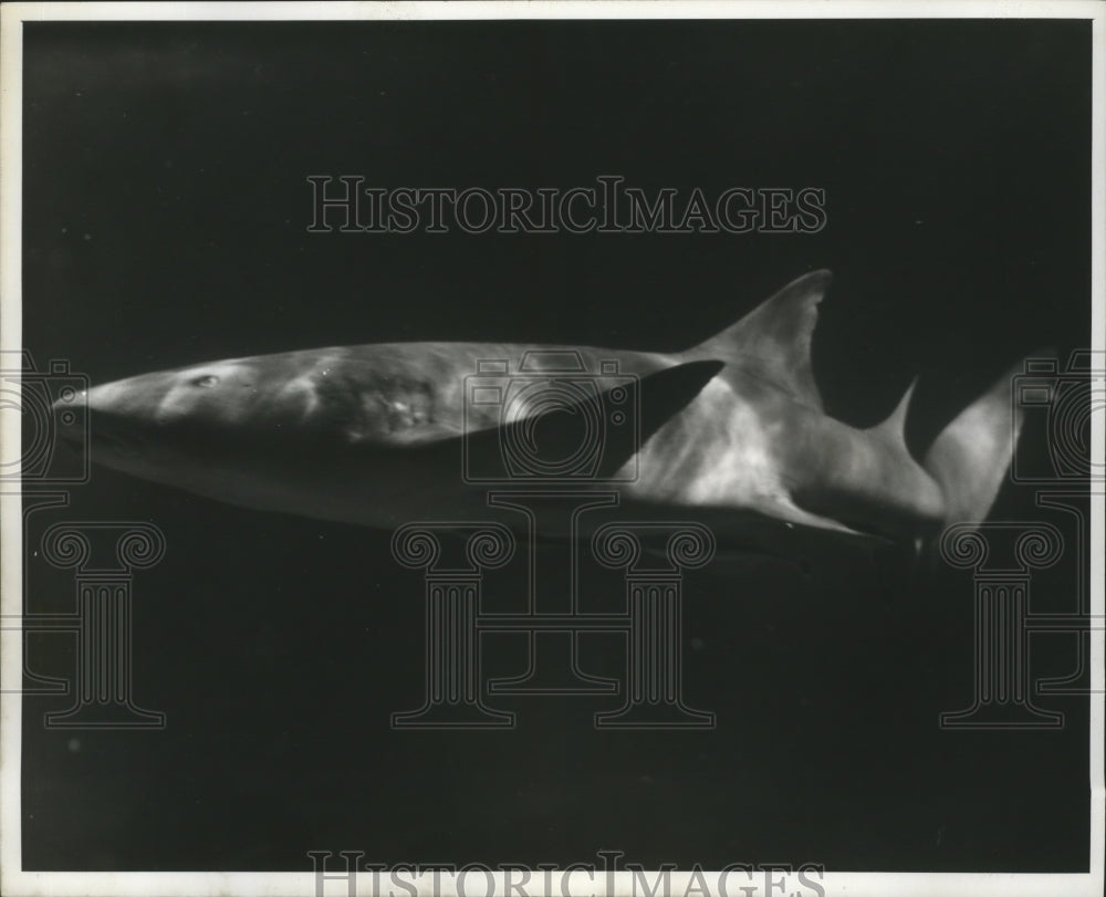 1962 Press Photo A shark in a tank at Seaquarium - Historic Images