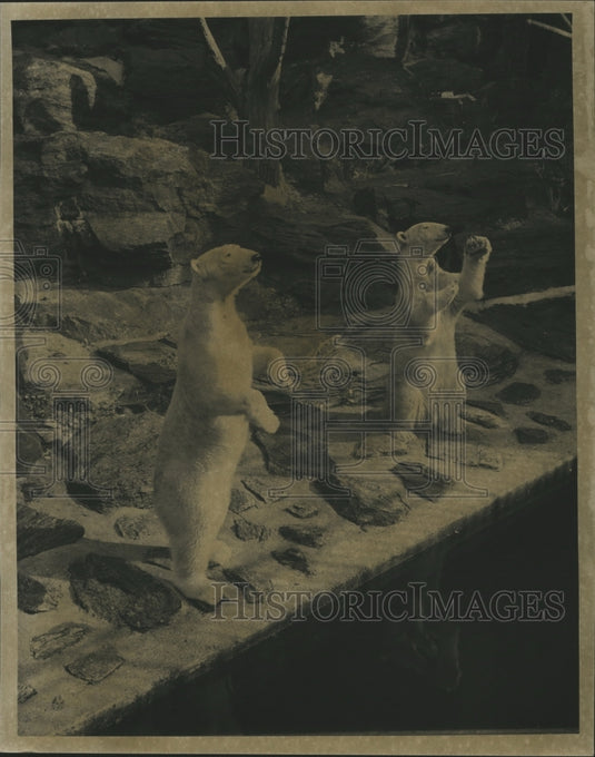 1966 Press Photo Polar bears Lucy & Teddy at Prospect Park Zoo - Historic Images