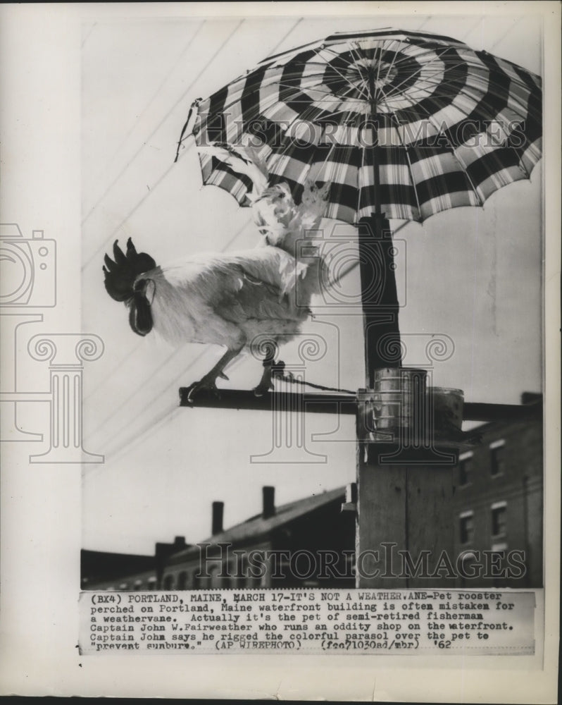 1962 Press Photo Pet rooster at Portland Maine waterfront bulding - Historic Images