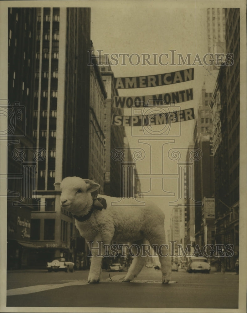 1962 Press Photo Baby Lamb "Wawa" of American Wool Month - Historic Images