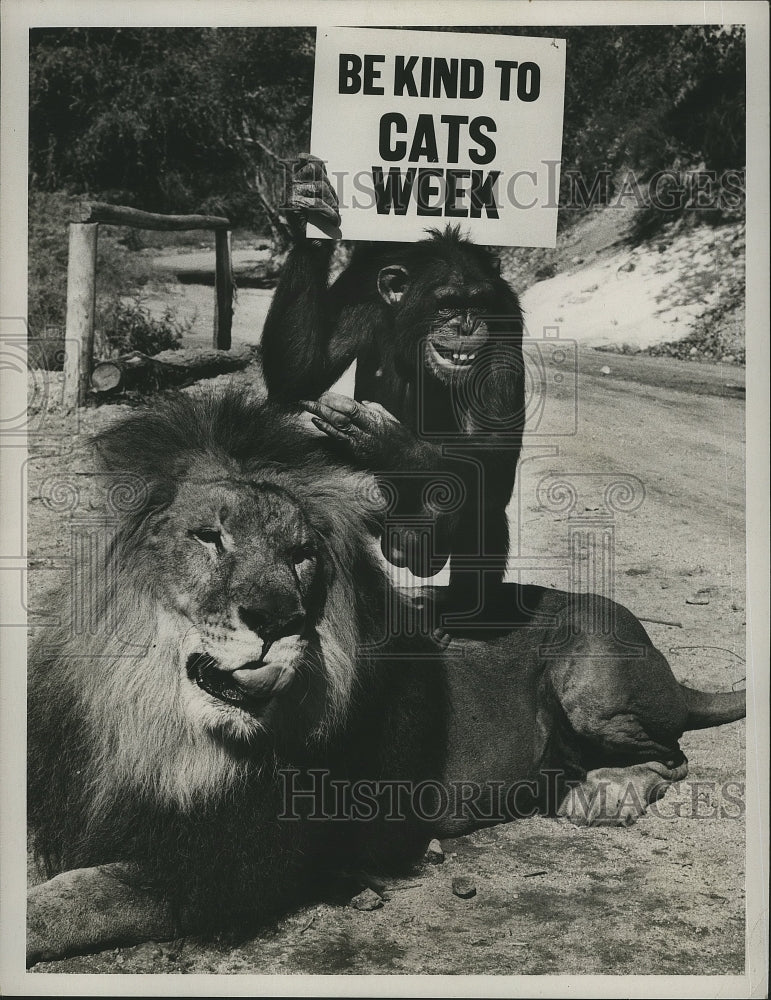 1967 Press Photo Chimpanzee &quot;Judy&quot; &amp; Lion &quot;Clarence&quot; for &quot;Daktari&quot; CBS TV - Historic Images