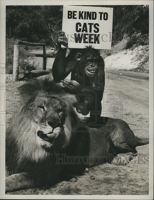 1967 Press Photo Chimpanzee 