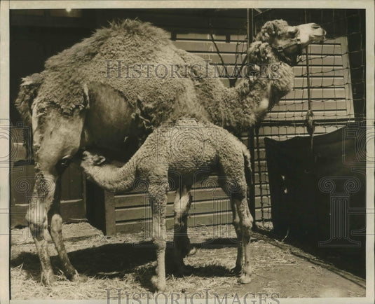 1962 Press Photo A camel and her baby atBronx zoo in NYC - Historic Images
