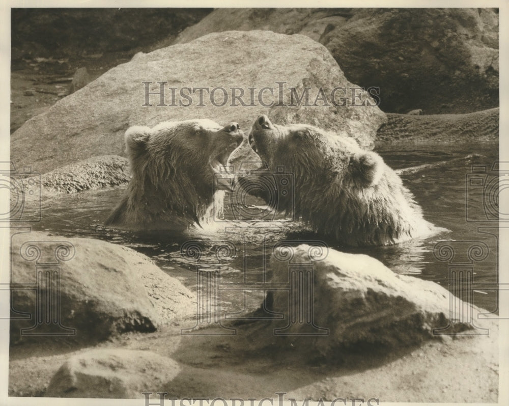 1971 Kodiak brown bears at NYC Bronx Zoo  - Historic Images