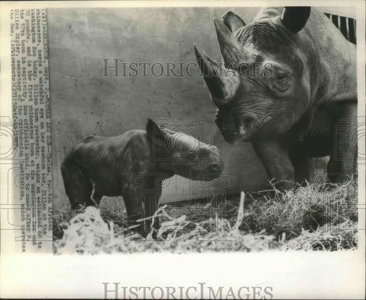 1967 Press Photo African rhinocerous & baby at Washington DC zoo - Historic Images