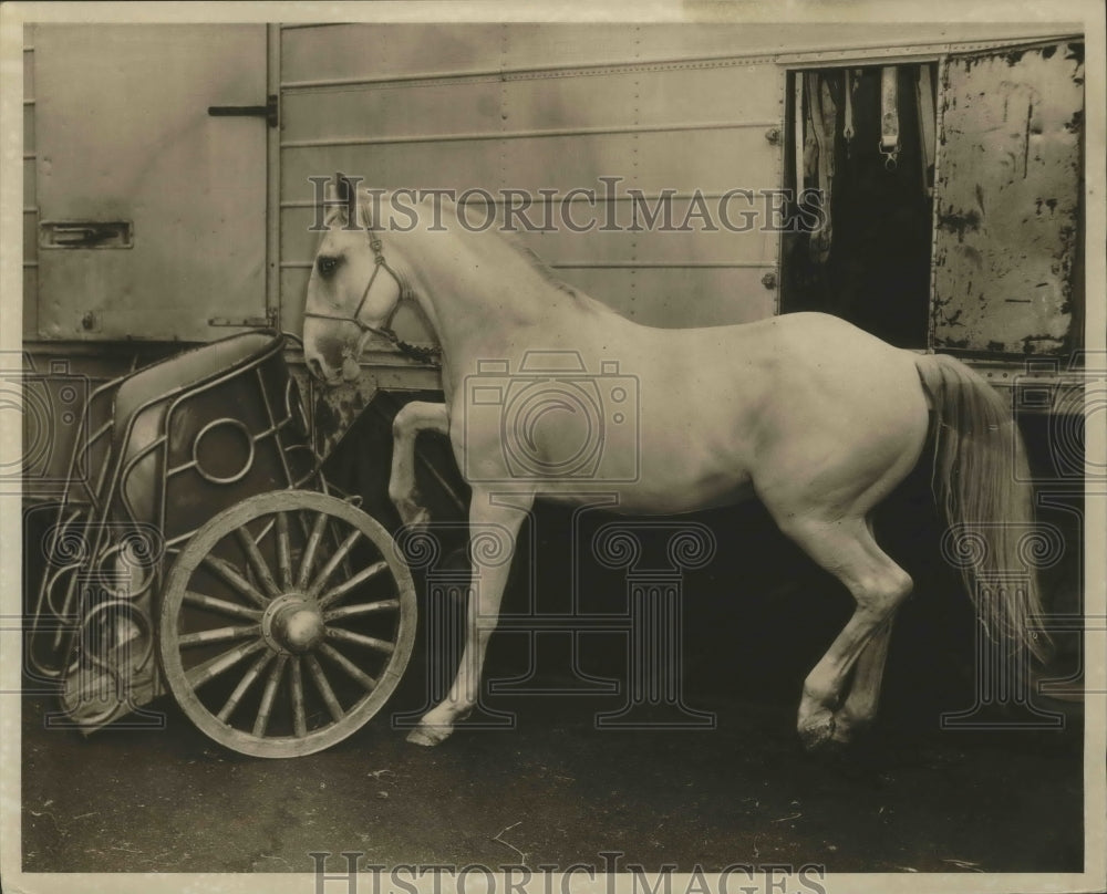 1961 Press Photo Jockmo the war horse for show in NYC - Historic Images