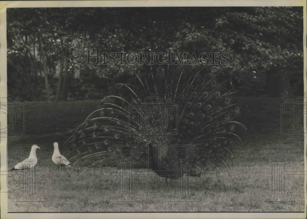 1976 Peacock with tail spread in display at Bronx Zoo in NYC - Historic Images