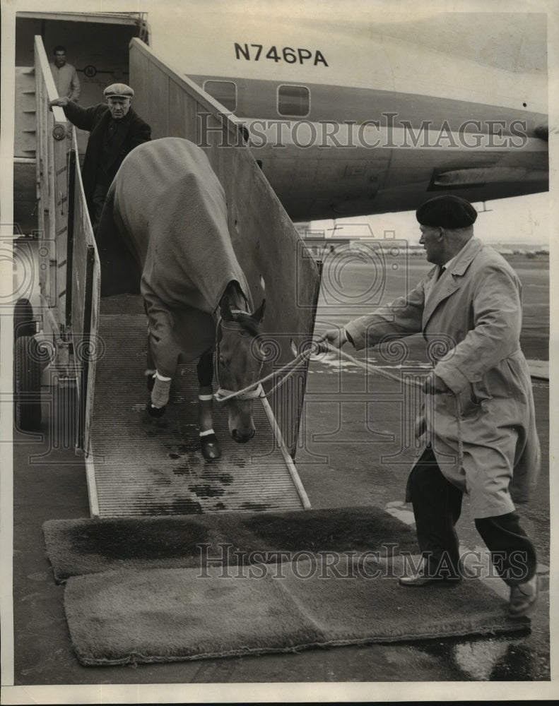 1961 Press Photo French horse Marjolaine arrives at NY Idlewild airport - Historic Images