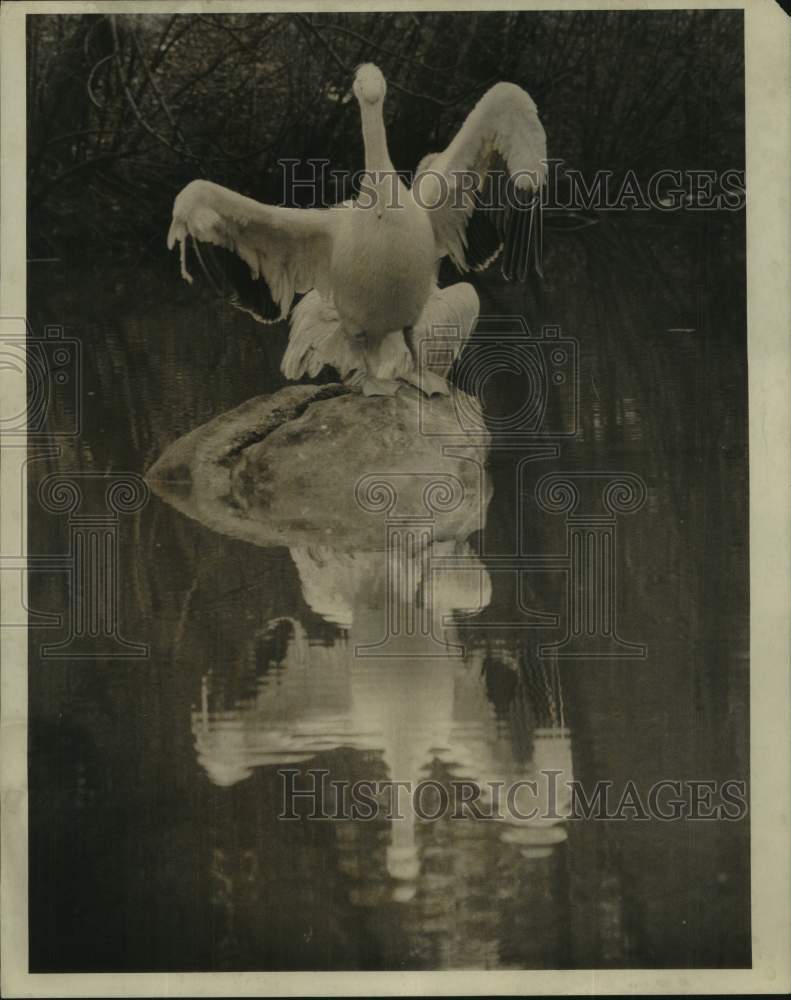 1974 Press Photo Pelican enjoys wet weather at the Bronx Zoo&#39;s &quot;pelican lake&quot;- Historic Images