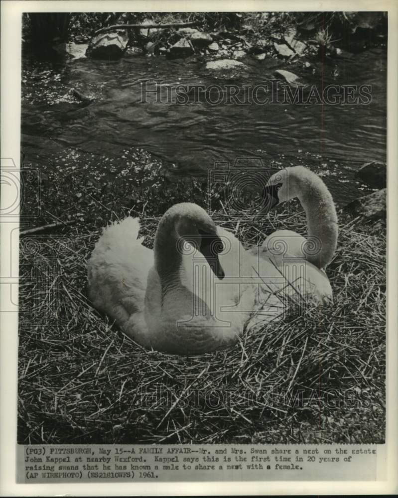 1961 Press Photo Male and female Swan share a nest on the estate John Kappel - Historic Images