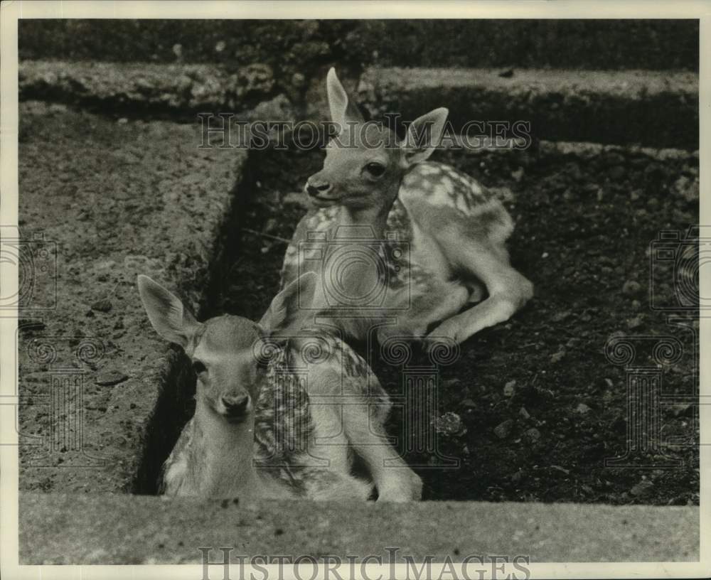 1971 Press Photo Two newly born fawns at the Central Park Zoo - Historic Images