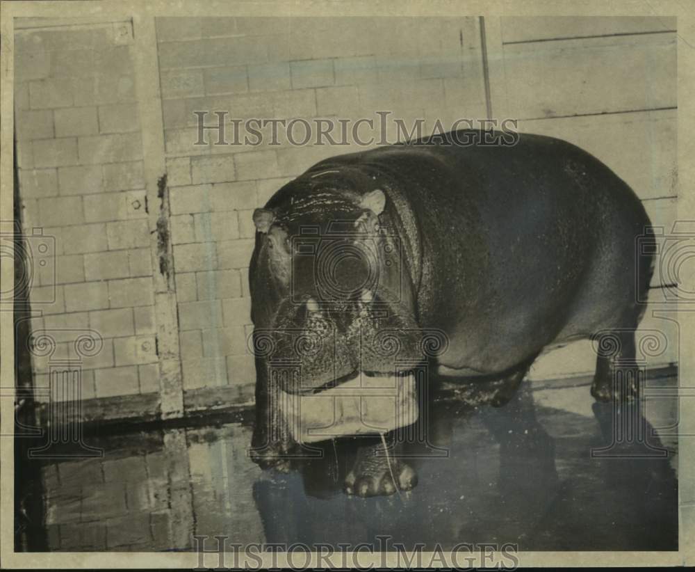 1965 Prospect Park Zoo&#39;s Betsy Doesn&#39;t Like Baby Being Taken Away-Historic Images