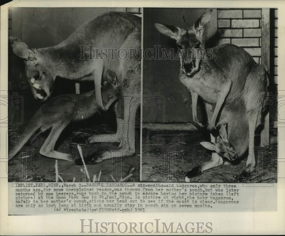 1961 Mother and baby kangaroos at Como Park Zoo-St. Paul Minnesota - Historic Images