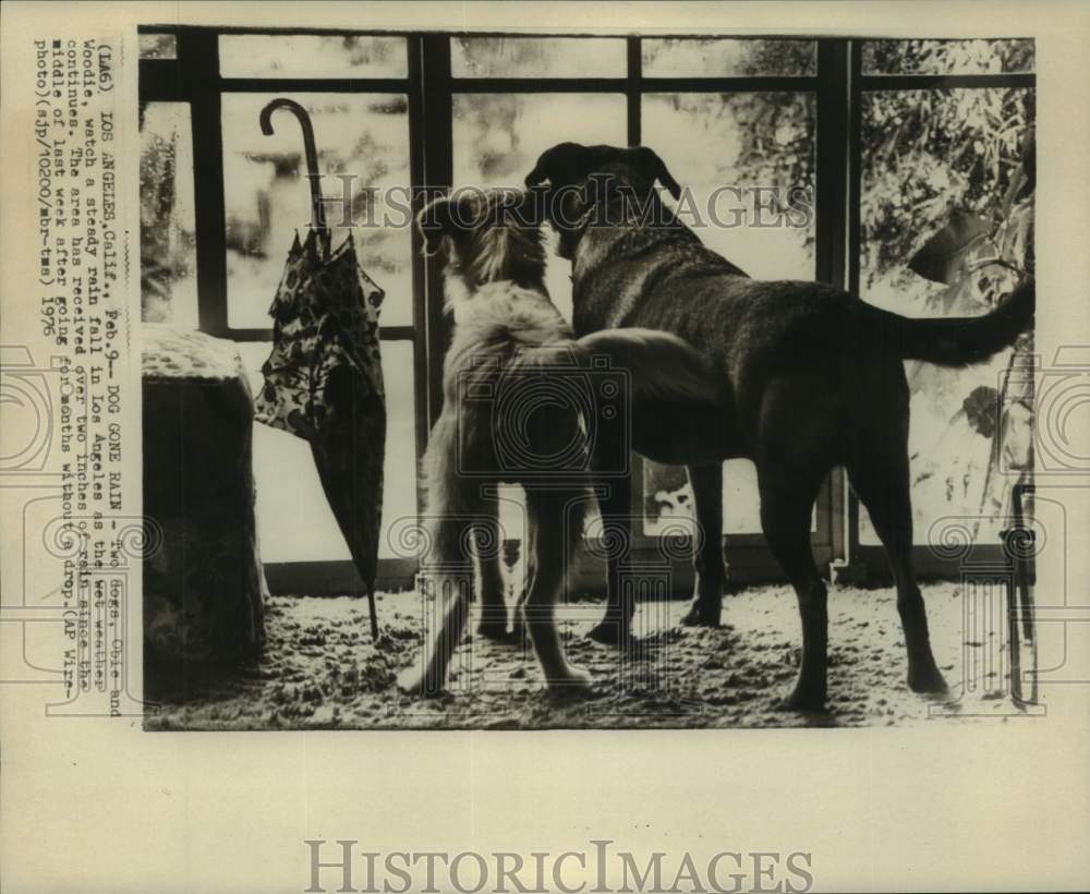 1976 Los Angeles California-Dogs watch as the rain continues to fall - Historic Images