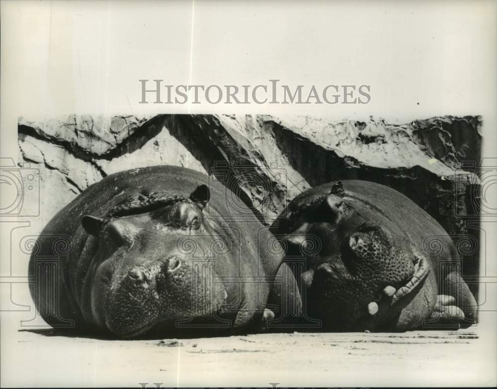 1963 Press Photo Young hippo and its mother nap at Tokyo Zoo after party - Historic Images