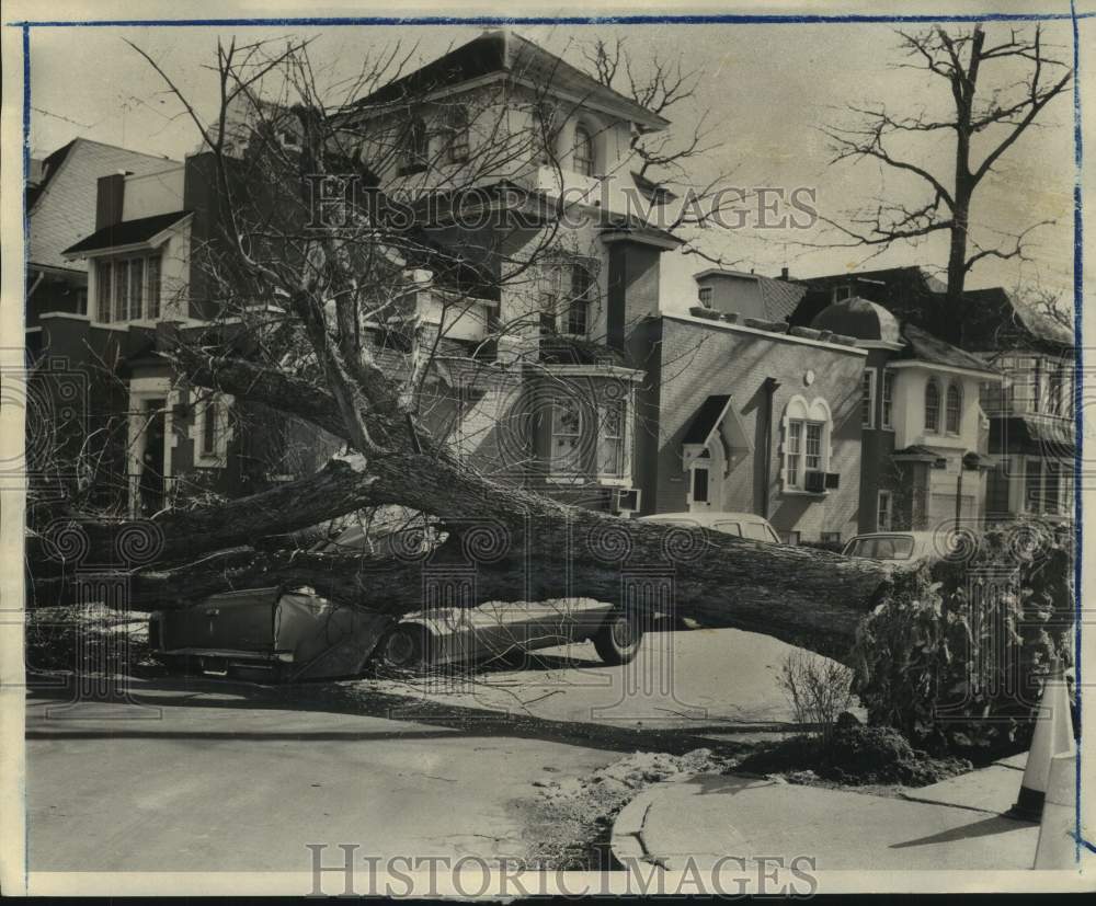 1967 Press Photo Winds caused a tree to fall on David Paris' car in Brooklyn - Historic Images
