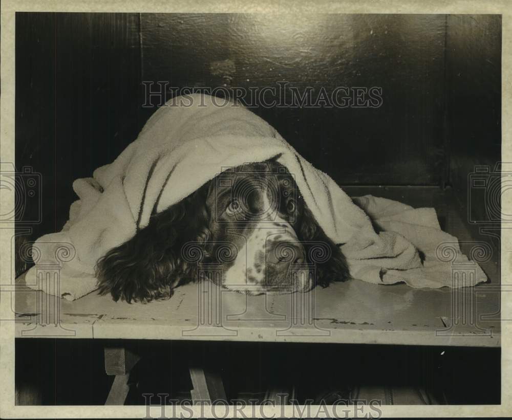 1962 English Springer Spaniel puppy at the Roosevelt Hotel-Historic Images