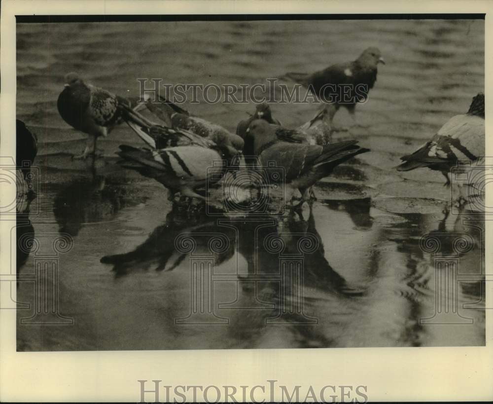 1972 Press Photo Pigeons share a piece of bread in water at Central Park - Historic Images