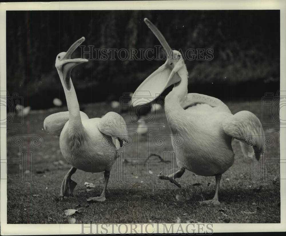 1961 Press Photo Two pelicans play in St. James&#39; Park, London - Historic Images