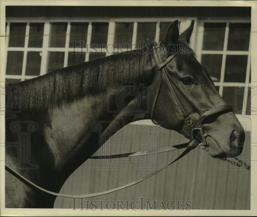 Press Photo William MacDonald&#39;s horse, Covered Bridge - Historic Images