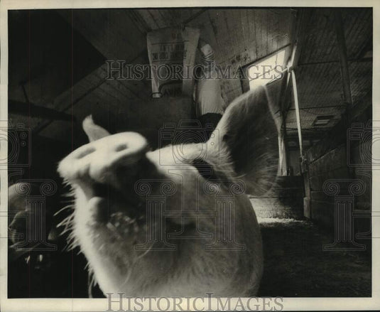 1973 Press Photo A pig at the Suffolk County Farm, Yaphank Long Island New York - Historic Images