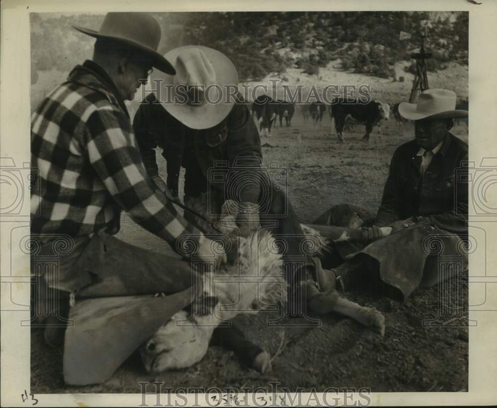 1954 Roger Sherman holds a calf leg for branding at a ranch-Historic Images